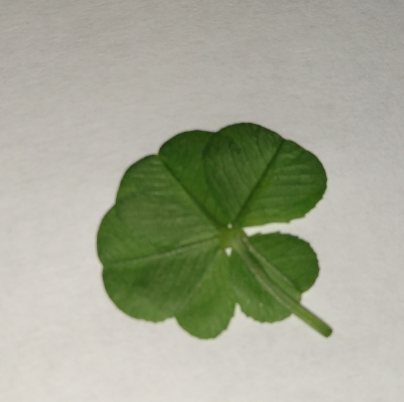 🍀 REAL Wild 5 Leaf Clover Rare Just for You Found 4 /24/23 USA yard Lucky Five - Picture 8 of 13